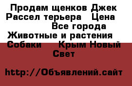 Продам щенков Джек Рассел терьера › Цена ­ 25 000 - Все города Животные и растения » Собаки   . Крым,Новый Свет